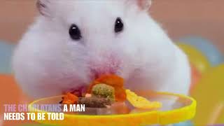 The Charlatans - A Man Needs To Be Told