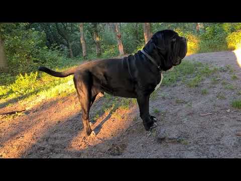 #Mastino napoletano Ernesto ❤️ 21 maanden. #Neopolitan #mastiff #Ernesto.