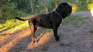 Download lagu #Mastino napoletano Ernesto โค๏ธ 21 maanden. #Neopolitan #mastiff #Ernesto. mp3 Download lagu #Mastino napoletano Ernesto โค๏ธ 21 maanden. #Neopolitan #mastiff #Ernesto. mp3