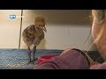 Remy en z'n vrienden: vogels uit broedmachine groeien als kool #21