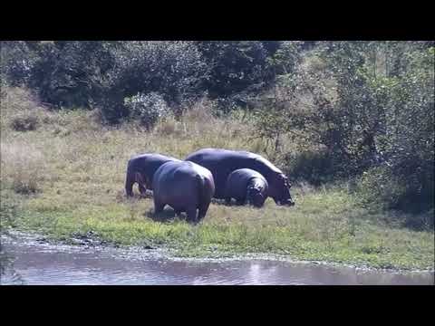 Djuma: Four Hippos-male, female and two youngsters interacting - 05/25/2023