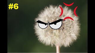 ANGRY DANDIELION!!- Terraria