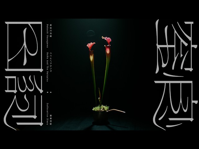 長谷川白紙, ハハとヘアピンズ - 窒息日記 (Official Video)
