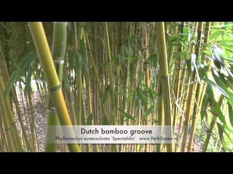 download lagu mp3 mp4 Bamboebos, download lagu Bamboebos gratis, unduh video klip Bamboebos