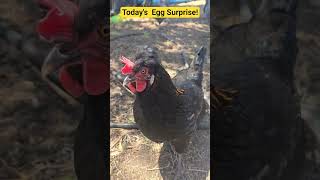 Let's Collect Today's Eggs! #chicken  #food #fun #cooking #love #hen #beautiful #baby