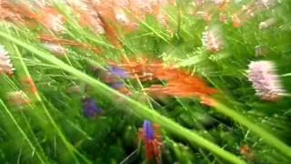 Sparklehorse - Sea Of Teeth