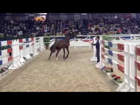 # 56 Unlimited - Uriko v Casall