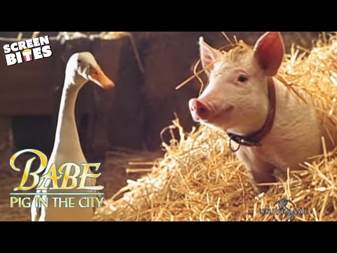 Babe Pig In The City | Official Trailer | Screen Bites