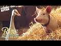 Babe Pig In The City Official Trailer Screen Bites