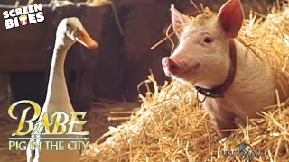 Babe Pig In The City | Official Trailer | Screen Bites