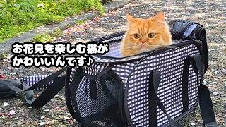 お花見を楽しむ猫がかわいいんです♪