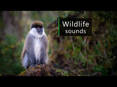 Rainforest soundscape - A forest in the clouds