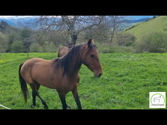 Gelding Akhal Teke For sale 2020 Bay