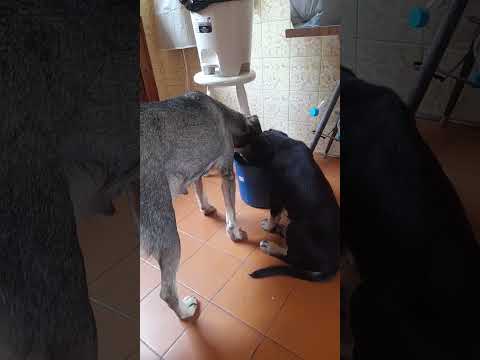 Vídeo de DUDU