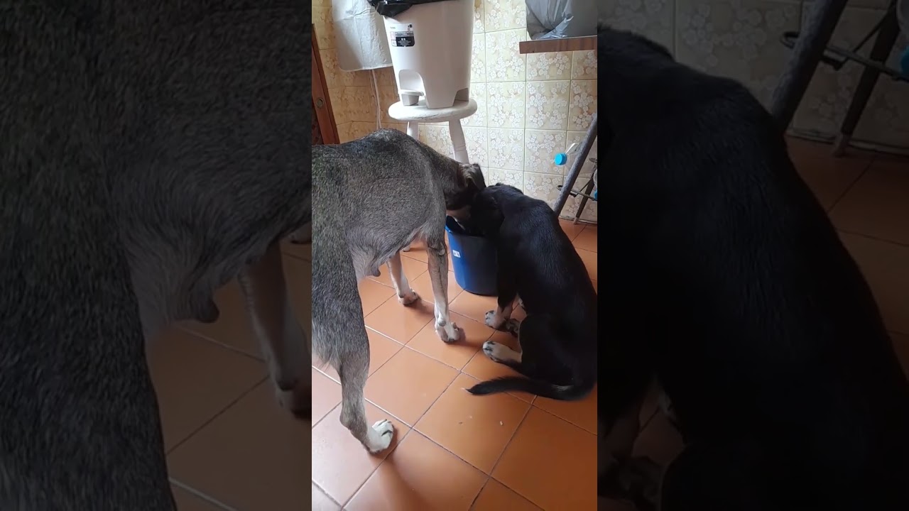 Cachorro raça SRD-ViraLata idade 2 a 6 meses nome DUDU