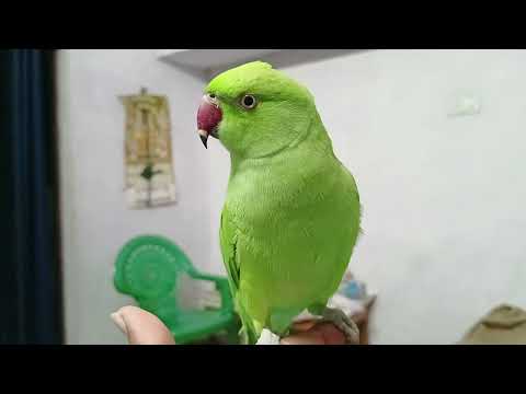 Talking parrot|| Bolne wala tota |• mithu ki masti ||Best parrot of india|| ringneck parrot #parrots