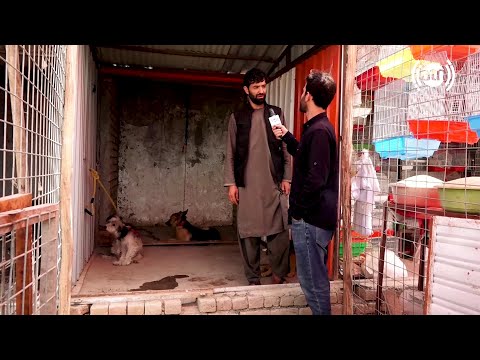 Pet dogs’ market in Tahia Maskan, Hafiz Amiri Report / بازار گرگ فروشی در تهیه مسکن کابل