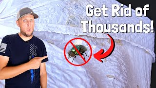 How to Easily Get Rid of The Flies and Maggots Around Your House!
