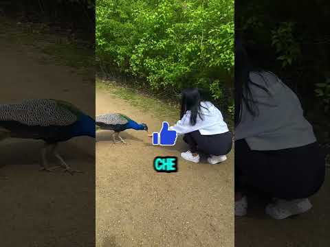 Ha finalmente realizzato il suo sogno! 😊 #shorts #virale #perte