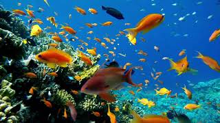 Stunning Coral reef fish relaxing ocean fish | Underwater Fish relaxing video | Stress Relief- 3HRS