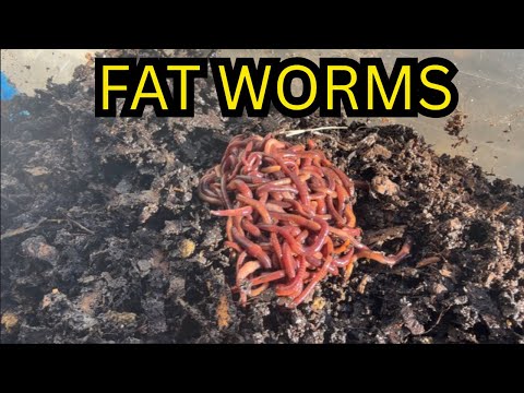 Raising FAT Fishing Worms - Breeder Bin Update ( 3 weeks Later)