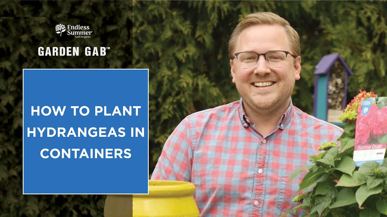 How to Plant Hydrangeas in Containers