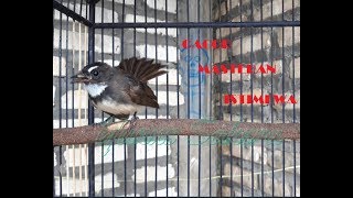 Download lagu Burung Sikatan Gacor | Masteran Istimewa mp3