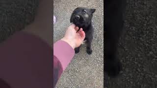 Dutch Shepherd Puppies Videos