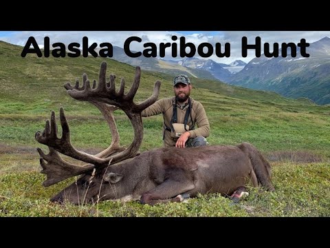 CARIBOU HUNTING IN ALASKA - TWO BULLS TWO DAYS