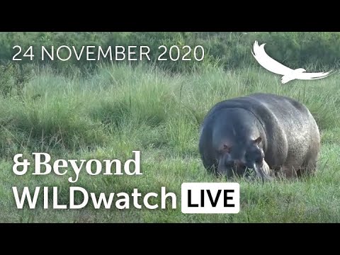 WILDwatch Live | 24 November, 2020 | Morning Safari | South Africa