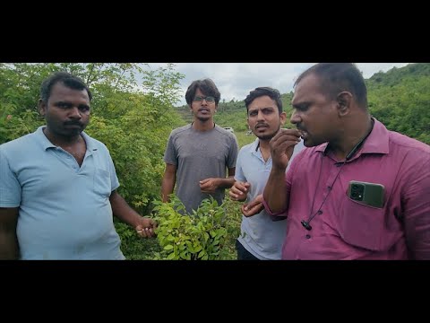 Clausena anisata: The Aromatic Wild Fruit No One Talks About