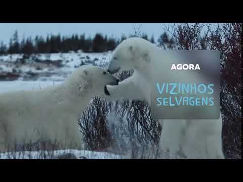 Vizinhos Selvagens | Vinheta Canal Futura