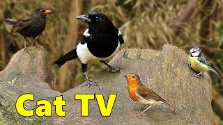 Videos for Cats to Watch ~ Cat TV Bird Watching Video ⭐ 8 HOURS ⭐