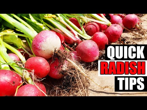 Quick Radish Tips - Garden Quickie Episode 150