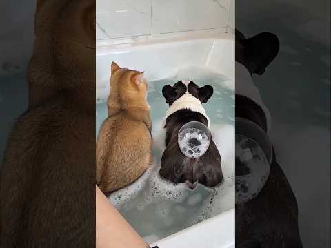 Cutest Puppy Overreacts to a Tiny Bubble 🥺😂