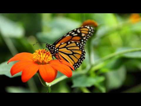 Fratii Strugariu - Toti avem nevoie de iubirea Lui