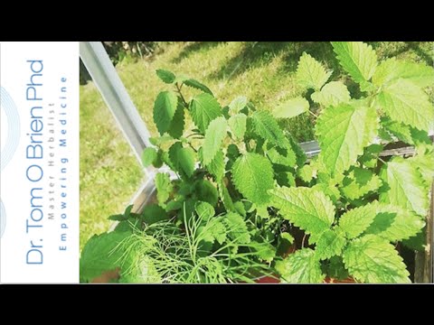 Lemon Balm health benefits Video