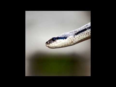 Cocullo  - Rito dei Serpari 2013