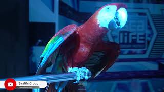 Parrot Show - Papağan Gösterisi / Sealife Group - Sealife Family Hotel