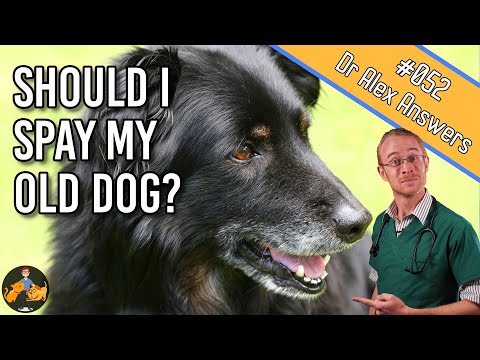 Spaying an Older Dog - is it Safe and are there Benefits? - Dog Health Vet Advice