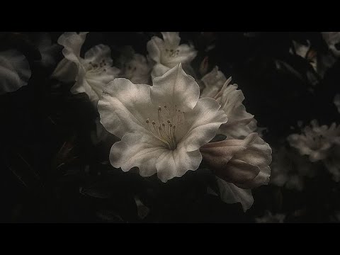 The Stranglers - Golden Brown (Slowed + Reverb)