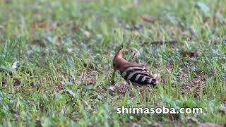 ヤツガシラ、カラムクドリ、カンムリワシ幼鳥(動画あり)