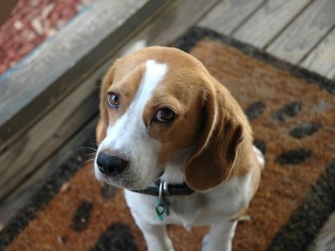 Samia nos platica su experiencia con la adopción de perros