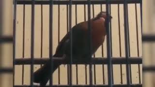 Download lagu BESETAN KASAR UNTUK SEMUA BURUNG fighter SUARA BURUNG PANCAWARNA BETINA mp3 Download lagu BESETAN KASAR UNTUK SEMUA BURUNG fighter SUARA BURUNG PANCAWARNA BETINA mp3