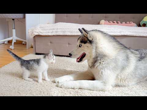 YouTube 썸네일