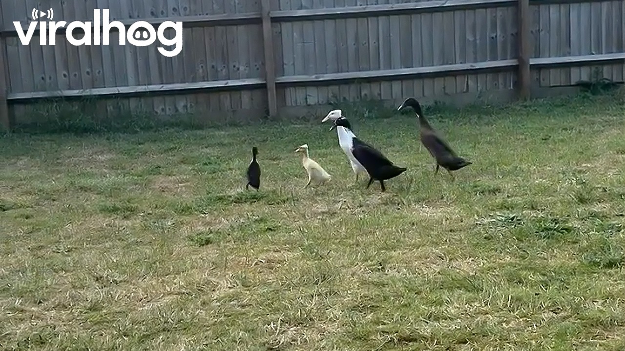New Duck Welcomed Into Flock || ViralHog