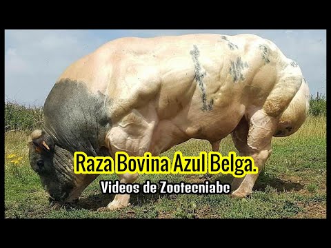 , title : '✅Raza Bovina Azul Belga Y sus características / El animal más musculoso del mundo!'