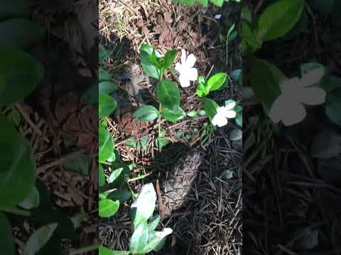 ロッカリー用の花の咲くグランドカバー：高山庭園を作るにはどの種を選ぶべきですか？  庭園