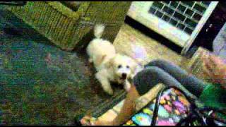 theodore the dog.. (barking)