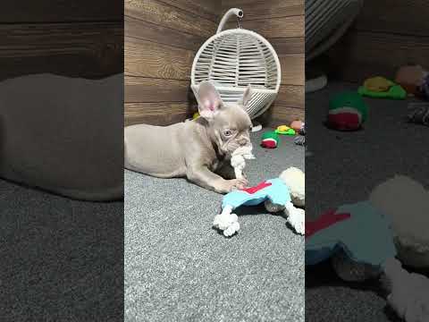 Video 6